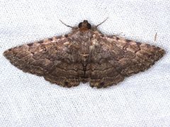 Diatenes aglossoides