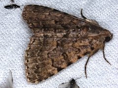 Diatenes aglossoides