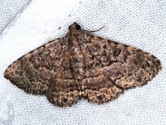 Diatenes aglossoides