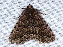 Diatenes aglossoides