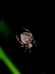 Neoscona menghaiensis