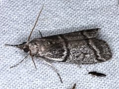 Cryptoblabes euraphella