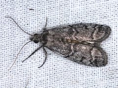 Cryptoblabes euraphella