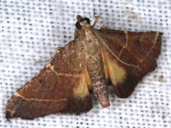 Persicoptera aglaopa