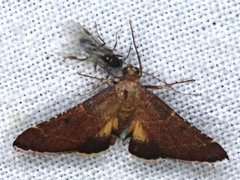 Persicoptera aglaopa