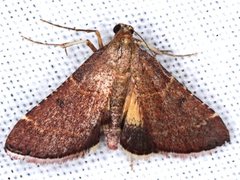 Persicoptera aglaopa