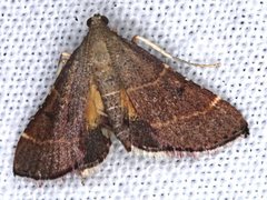 Persicoptera aglaopa