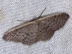 Idaea costaria