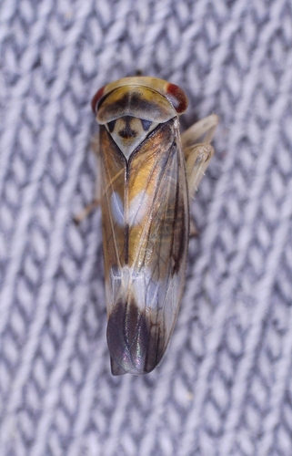 Populicerus laminatus