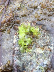 Ulvaceae