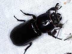 Aulacocyclus edentulus