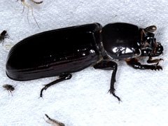 Aulacocyclus edentulus
