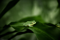 Zhangixalus smaragdinus