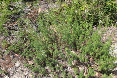 Galium pumilum