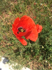 Papaver rhoeas