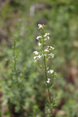 Galium pumilum