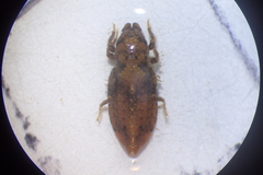 Stylogomphus