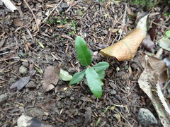 Parsonsia heterophylla