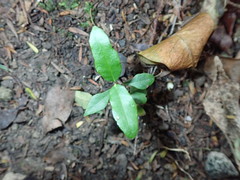 Parsonsia heterophylla