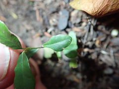 Parsonsia heterophylla