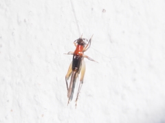 Homoeoxipha lycoides