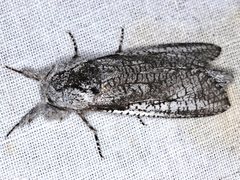 Endoxyla secta