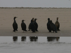 Phalacrocorax capensis