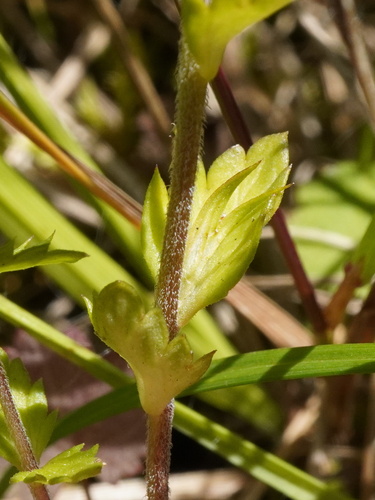 Image of Euphrasia picta by (c) Patrick Hacker, some rights reserved (CC BY)