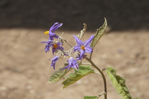 Image of Solanum lanceolatum by (c) Ricardo Betancourt Sánchez, some rights reserved (CC BY)