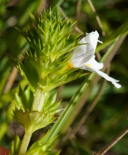 Image of Euphrasia picta by (c) Patrick Hacker, some rights reserved (CC BY)