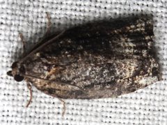 Thrincophora signigerana
