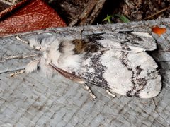 Iropoca rotundata