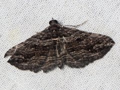 Chrysolarentia severata