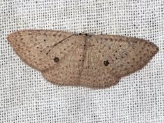 Poecilasthena anthodes