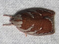 Euchaetis rhizobola