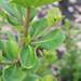 Searsia lucida scoparia - Photo (c) Adriaan Grobler, alguns direitos reservados (CC BY-NC), uploaded by Adriaan Grobler