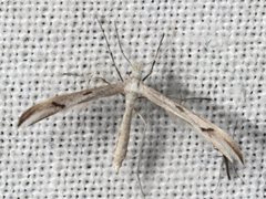 Platyptilia celidotus