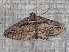 Chrysolarentia plagiocausta