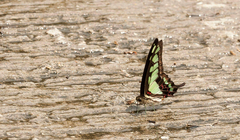 Graphium cloanthus