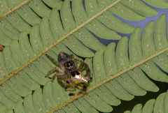 Yaginumaella lobata