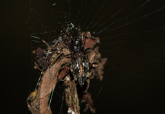 Cyclosa confusa