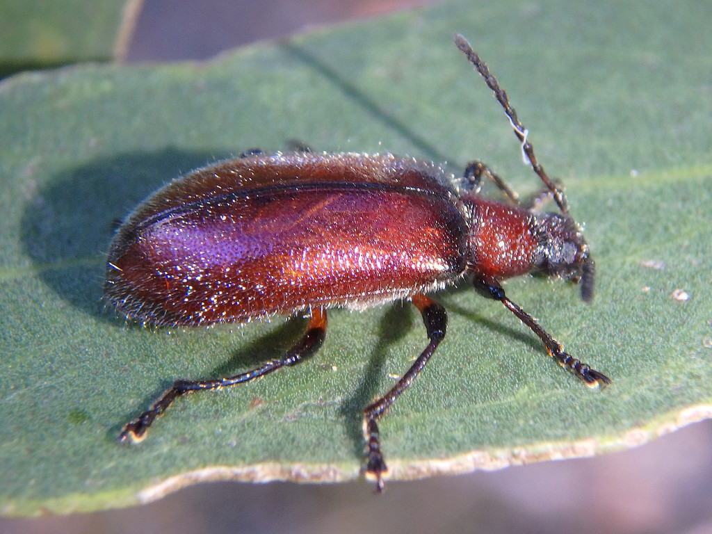 Long-jointed Beetles