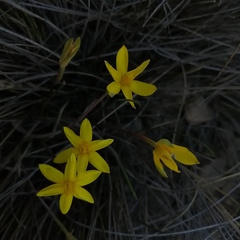 Pauridia curculigoides