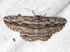 Scioglyptis chionomera