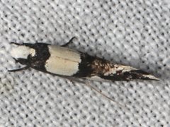 Placocosma resumptella