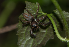 Yaginumaella lobata