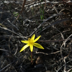 Pauridia curculigoides