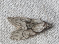 Nola delograpta