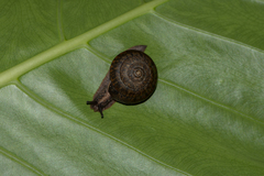 Satsuma