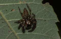 Yaginumaella lobata